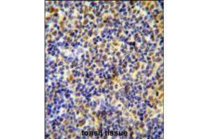 IKZF1 Antibody immunohistochemistry analysis in formalin fixed and paraffin embedded human tonsil tissue followed by peroxidase conjugation of the secondary antibody and DAB staining. (IKZF1 Antikörper  (C-Term))