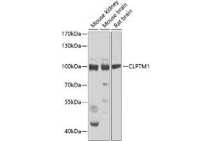 Western blot analysis of extracts of various cell lines, using CLPTM1 Antibody (ABIN6128987, ABIN6138748, ABIN6138749 and ABIN6223577) at 1:1000 dilution. (CLPTM1 Antikörper  (AA 1-280))