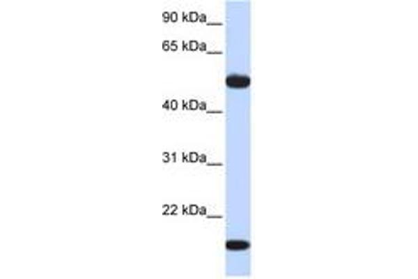 ADSSL1 antibody  (AA 144-193)