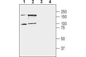 Western blot analysis of mouse (lanes 1 and 3) and rat (lanes 2 and 4) brain lysate: - 1,2. (DPP10 Antikörper  (C-Term, Extracellular))