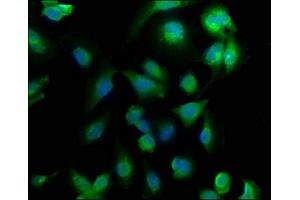 Immunofluorescence (IF) image for anti-Choroideremia-Like (Rab Escort Protein 2) (CHML) (AA 480-656) antibody (ABIN7166977)