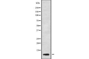 Western blot analysis GNG5 using HeLa whole cell lysates