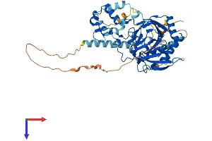 P4HTM Protein (AA 1-502) (His tag)