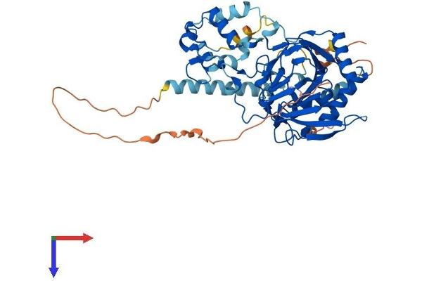 P4HTM Protein (AA 1-502) (His tag)