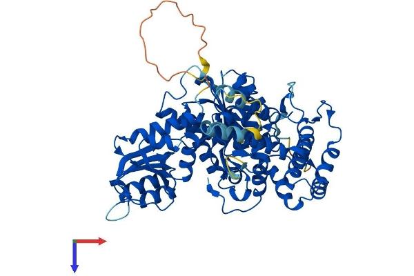 STXBP2 Protein (AA 1-593) (His tag)