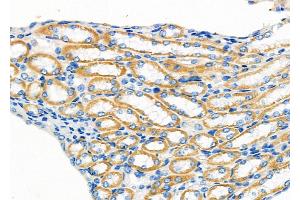 ABIN6258805 and ABIN6273895 at 1/100 staining Mouse kidney tissue by IHC-P. (OXGR1 Antikörper  (Internal Region))
