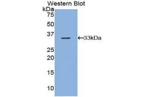 Western Blotting (WB) image for anti-Arrestin, beta 1 (ARRB1) (AA 3-246) antibody (ABIN1858083) (beta Arrestin 1 Antikörper  (AA 3-246))