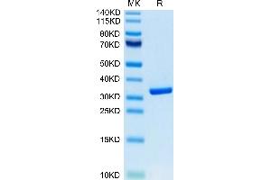 Biotinylated Human HMGB1 on Tris-Bis PAGE under reduced condition. (HMGB1 Protein (AA 1-215) (His tag,Biotin))