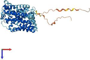 SLC7A10 Protein (AA 1-523) (His tag)
