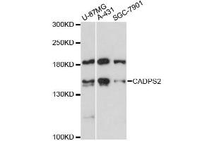 Western blot analysis of extracts of various cell lines, using CADPS2 antibody (ABIN6292762) at 1:3000 dilution. (CADPS2 Antikörper)