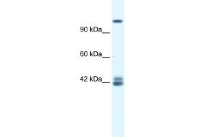 WB Suggested Anti-GRIN2C Antibody Titration:  0. (GRIN2C Antikörper  (N-Term))