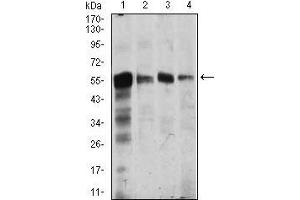 Western blot analysis using CAMK4 mouse mAb against Jurkat (1), SK-N-SH (2), Raji (3), and HeLa (4) cell lysate. (CAMK4 Antikörper  (AA 35-292))