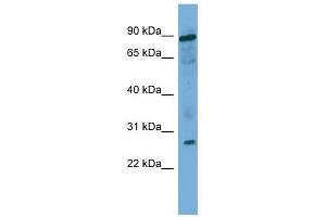 UBE2F antibody used at 0.