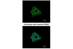 ICC/IF Image Immunofluorescence analysis of methanol-fixed HCT116, using STAP2, antibody at 1:500 dilution.
