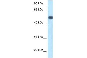 WB Suggested Anti-Pik3r1 Antibody Titration: 1.