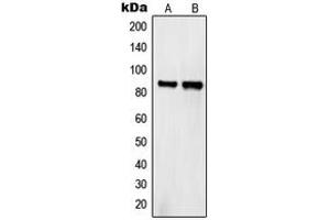 Western blot analysis of Semaphorin 4A expression in HeLa (A), COS7 (B) whole cell lysates.