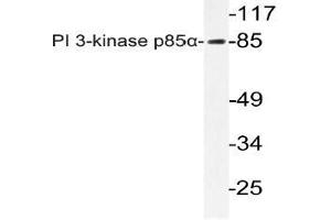 Western blot (WB) analyzes of PI 3-kinase p85alpha antibody in extracts from Jurkat cells. (PIK3R1 Antikörper)
