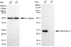 Western blotting analysis using BCL2 like 11 antibody (ABIN7797751).