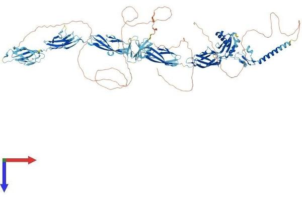 KIAA0319L Protein (KIAA0319L) (AA 1-1049) (His tag)