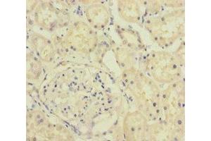 Immunohistochemistry of paraffin-embedded human kidney tissue using ABIN7157836 at dilution of 1:100