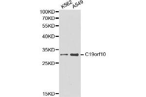 Western blot analysis of extracts of various cell lines, using C19orf10 antibody (ABIN5970449). (C19orf10 Antikörper)