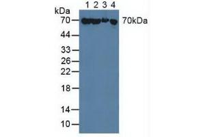 Figure. (HSP70 1A Antikörper  (AA 285-641))