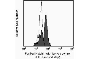 Expression of Notch1 in double-negative thymocytes. (Notch1 Antikörper)