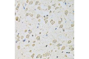 Immunohistochemistry of paraffin-embedded mouse brain using PSMC2 antibody (ABIN1874379) at dilution of 1:100 (40x lens). (PSMC2 Antikörper)