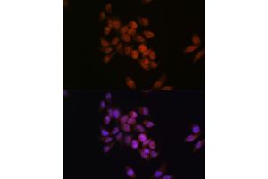 Immunofluorescence analysis of HeLa cells using CRM1/XPO1 antibody (ABIN7267067). (XPO1 Antikörper)
