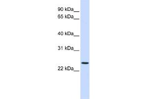 WB Suggested Anti-PRRG3 Antibody Titration:  0. (PRRG3 Antikörper  (N-Term))