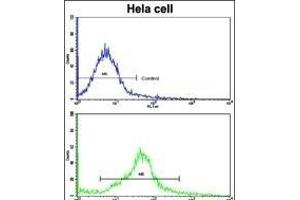 Flow cytometric analysis of hela cells using CREB3L1 Antibody (C-term)(bottom histogram) compared to a negative control cell (top histogram).