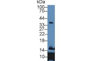 Western Blot; Sample: Human Liver lysate; Primary Ab: 2µg/mL Rabbit Anti-Human APOE Antibody Second Ab: 0. (APOE Antikörper  (AA 19-181))