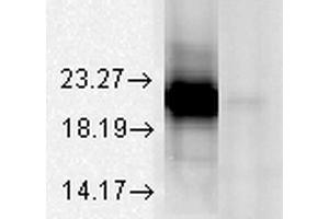 Western Blot analysis of Bovine tissue lysate showing detection of Alpha A Crystallin protein using Mouse Anti-Alpha A Crystallin Monoclonal Antibody, Clone 1H3. (CRYAA Antikörper  (Atto 594))