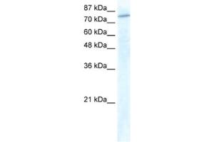 Western Blotting (WB) image for anti-General Transcription Factor IIIC, Polypeptide 3, 102kDa (GTF3C3) antibody (ABIN2461228) (GTF3C3 Antikörper)