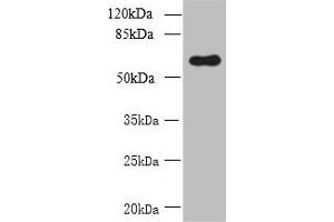 Western blot All lanes: GDPD2 antibody at 1.