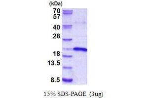 SDS-PAGE (SDS) image for Interleukin 17B (IL17B) (AA 21-180) protein (His tag) (ABIN5852953) (IL17B Protein (AA 21-180) (His tag))