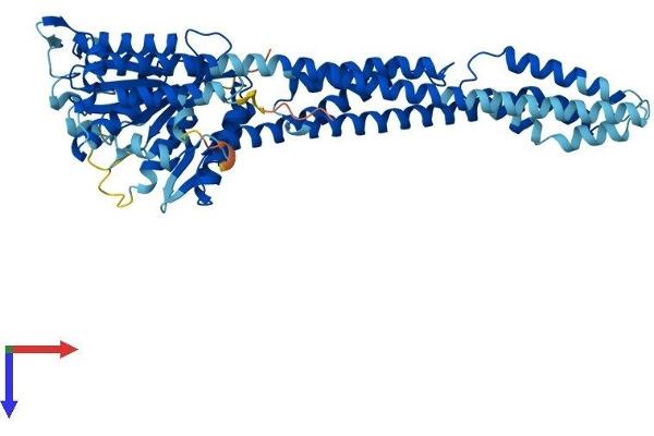 GBP1 Protein (AA 1-589) (His tag)