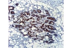 Immunohistochemistry (IHC) image for anti-Transforming Growth Factor, beta 2 (TGFB2) antibody (ABIN3029221)