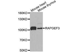 Western blot analysis of extracts of various cell lines, using RAPGEF3 antibody. (RAPGEF3 Antikörper  (AA 1-200))