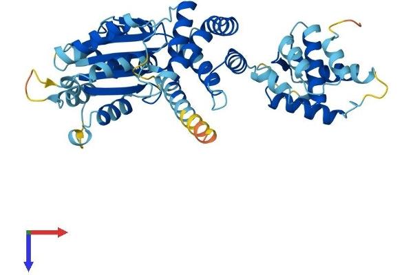 ORC4 Protein (AA 1-436) (His tag)