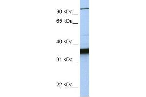 Western Blotting (WB) image for anti-Kinesin Family Member C3 (KIFC3) antibody (ABIN2458054) (KIFC3 Antikörper)