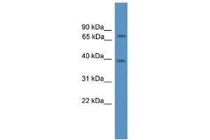 WB Suggested Anti-Ncoa4 Antibody Titration:  0.
