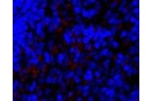 Immunofluorescence analysis of Rat spleen tissue using SNAI1 Polyclonal Antibody at dilution of 1:200. (SNAIL Antikörper)