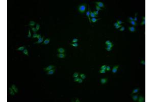 Immunofluorescence staining of HepG2 cells with ABIN7154142 at 1:100, counter-stained with DAPI.