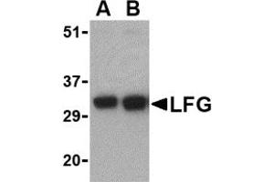 Western Blotting (WB) image for anti-Fas Apoptotic Inhibitory Molecule 2 (FAIM2) (N-Term) antibody (ABIN1031438) (FAIM2 Antikörper  (N-Term))