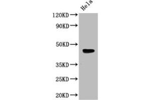 Western Blot Positive WB detected in: Mouse heart tissue All lanes: WNT5A antibody at 3 μg/mL Secondary Goat polyclonal to rabbit IgG at 1/50000 dilution Predicted band size: 43, 41 kDa Observed band size: 43 kDa (WNT5A Antikörper  (AA 62-380))