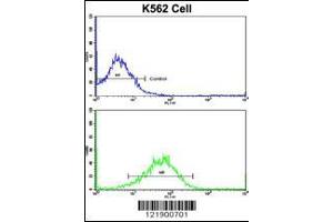 Flow cytometric analysis of K562 cells using SFRP5 Antibody (bottom histogram) compared to a negative control cell (top histogram). (SFRP5 Antikörper  (AA 219-248))