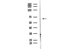 anti-E74-Like Factor 1 (Ets Domain Transcription Factor) (ELF1) (C-Term) antibody