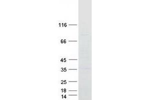 Validation with Western Blot (SLC35A4 Protein (Myc-DYKDDDDK Tag))