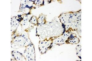 IHC-F: human placenta tissue (CYP11A1 Antikörper  (C-Term))